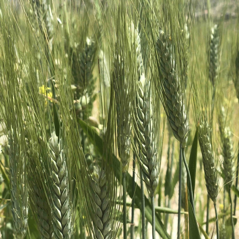 Eincorn_Wheat