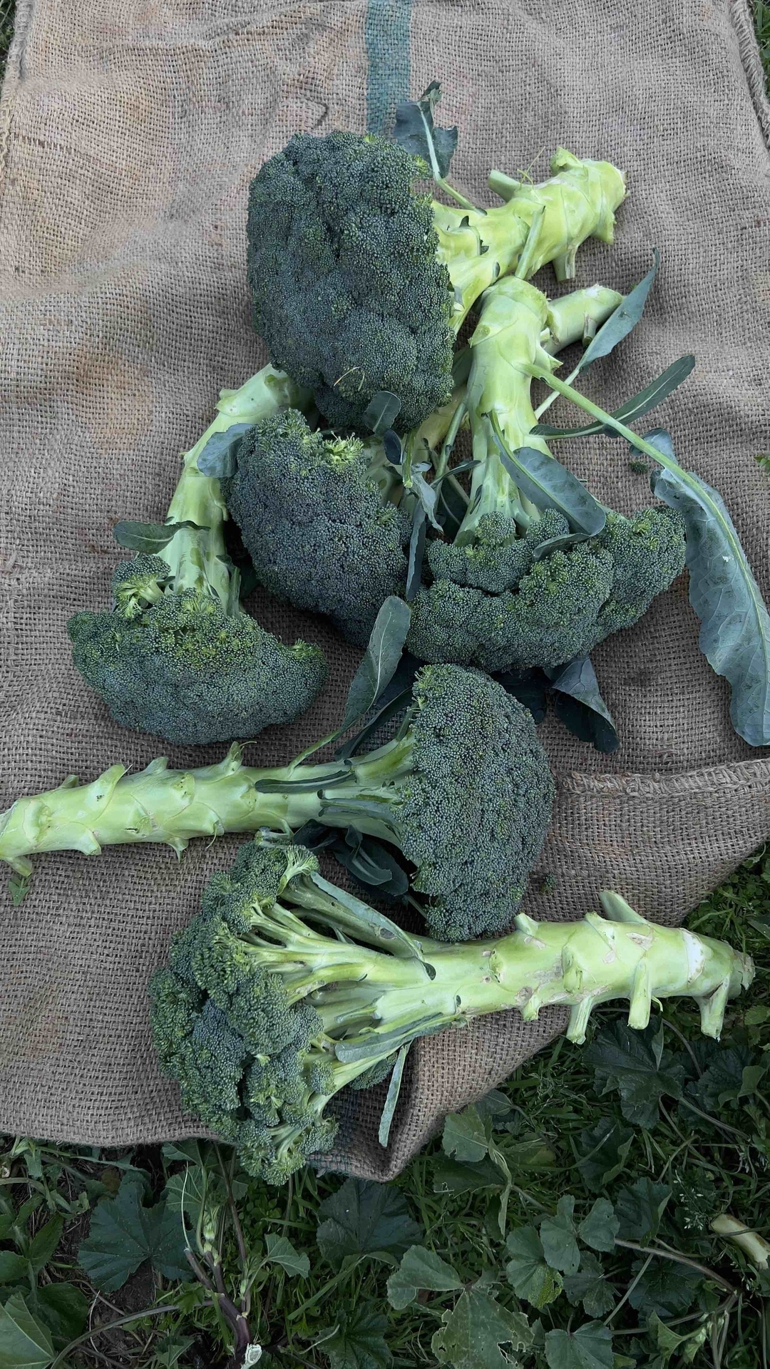 nada_Farm
